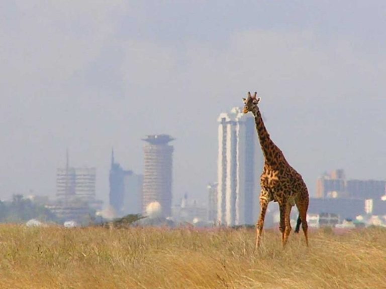 Nairobi-National-Park-Safaris-1024×768